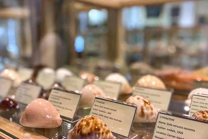 Visit Shell Museum Cavtat - Key points to know before you go