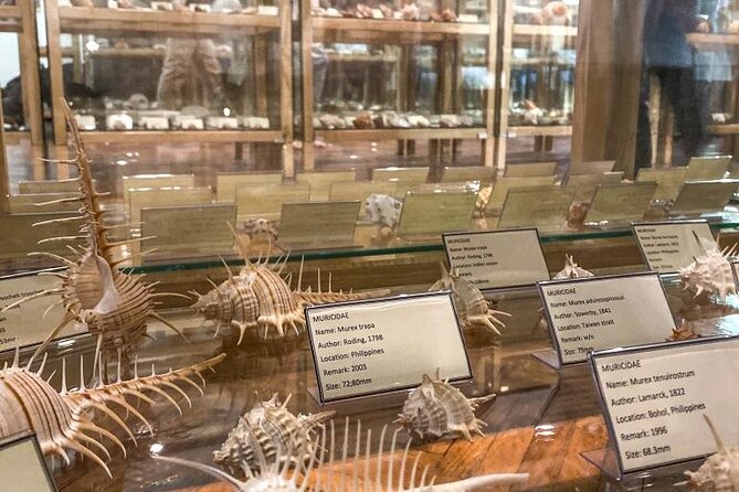 Visit Shell Museum Cavtat - Inside Glossus Humanus in Cavtat