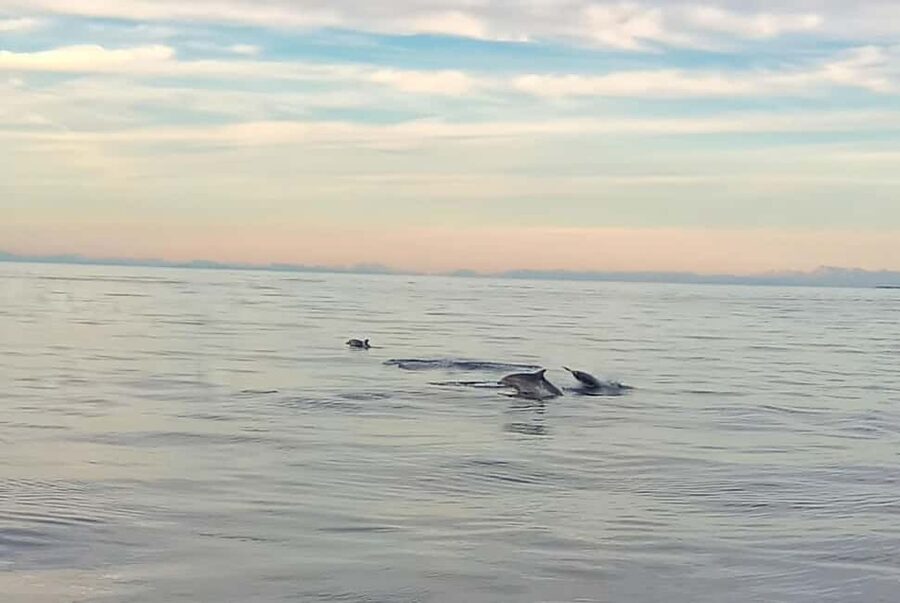 Vrsar: Dolphin Watching Boat Ride - Key Points Before You Book