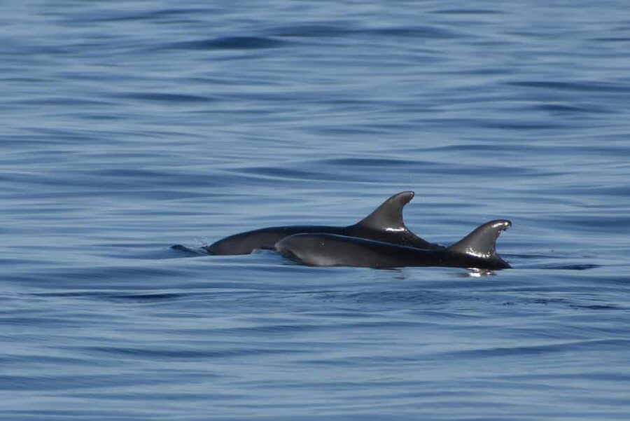 Vrsar: Dolphin Watching Boat Ride - FAQ