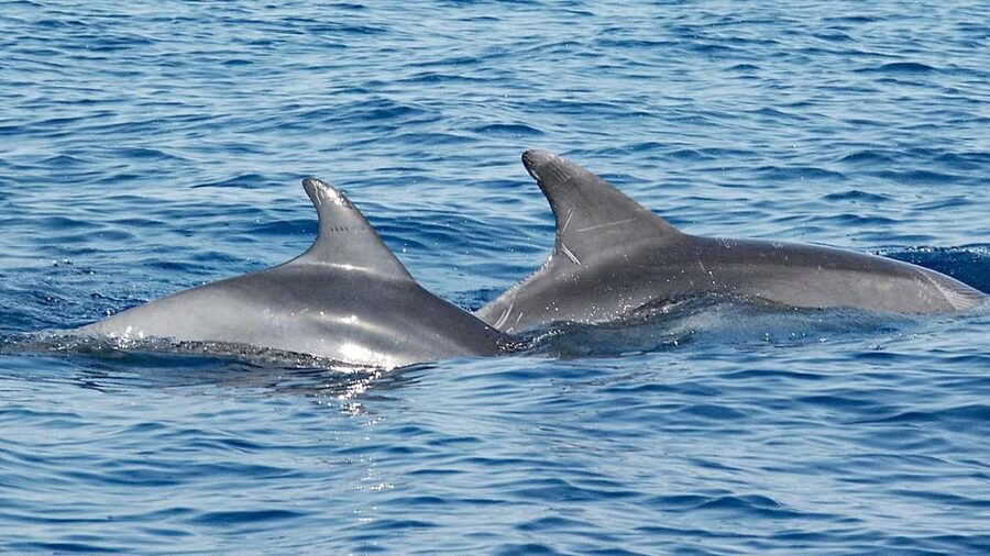 Vrsar: Dolphin Watching Boat Ride - A Relaxed Ride With Istrian White Wine