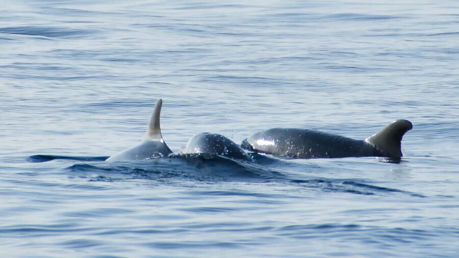 Vrsar: Dolphin Watching Boat Ride - What the Two-Hour Itinerary Feels Like