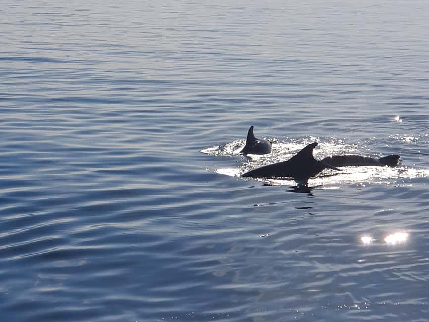 Vrsar: Dolphin Watching Boat Ride - How Much Value Do You Get for $29?