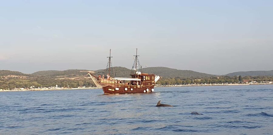 Vrsar: Dolphin Watching Boat Ride - Who Will Enjoy This Cruise Most?