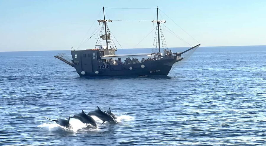Vrsar: Dolphin Watching Boat Ride - Watching for Adriatic Dolphins