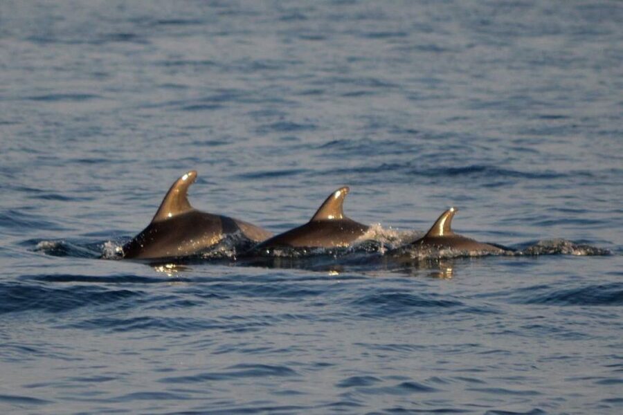 Vrsar: Dolphin Watching Boat Tour including Drinks - Setting out from Vrsar harbor