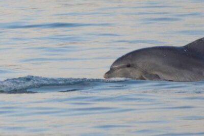 Dolphin Watching Boat Tour including Drinks