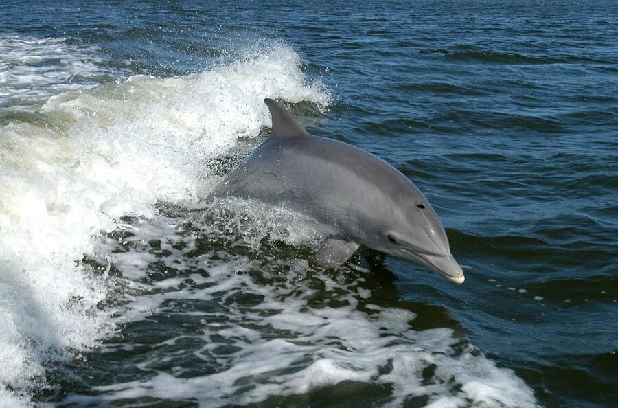 Vrsar: Dolphin Watching Boat Tour including Drinks - What the two-hour format means for families