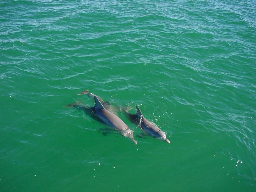 Vrsar: Dolphin Watching Boat Tour including Drinks - Space, comfort, and the onboard feel