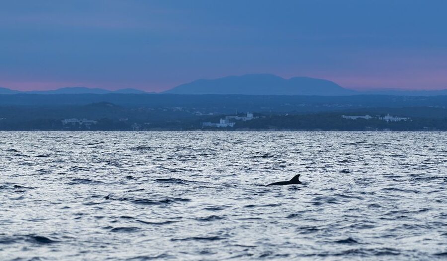 Vrsar: Dolphin-Watching Sunset Adventure with Speedboat - Should you book the Vrsar dolphin sunset adventure?