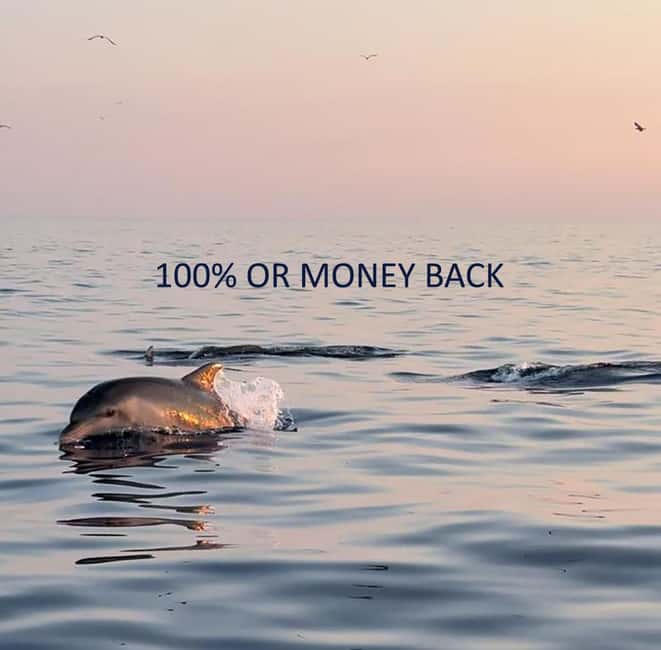 Vrsar: Dolphin-Watching Sunset Adventure with Speedboat - Watching dolphins without chasing them