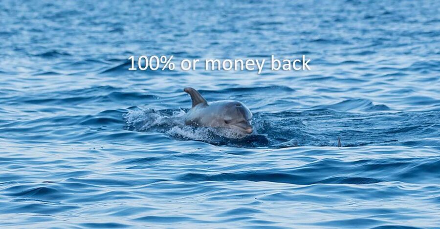 Vrsar: Dolphin-Watching Sunset Adventure with Speedboat - Sunset, speed, and the open sea