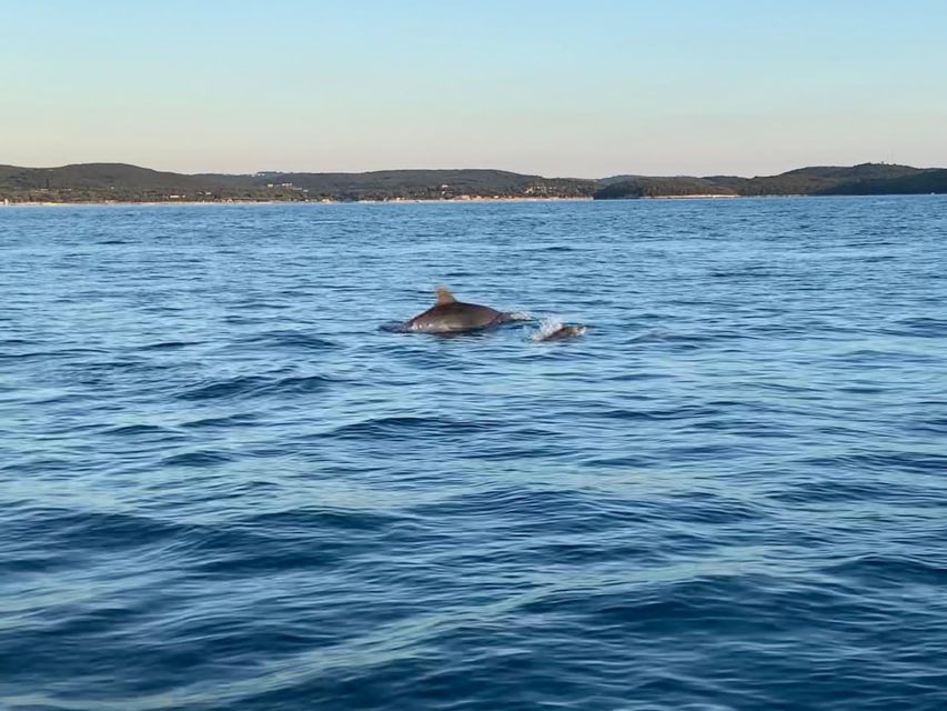 Vrsar: Dolphin-Watching Sunset Adventure with Speedboat - Who will enjoy this 90-minute outing