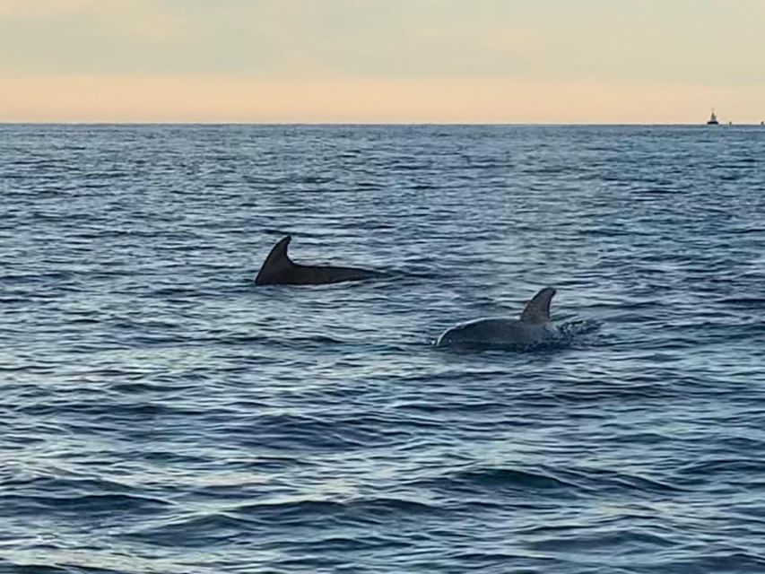 Vrsar: Dolphin-Watching Sunset Adventure with Speedboat - How the price compares with the experience