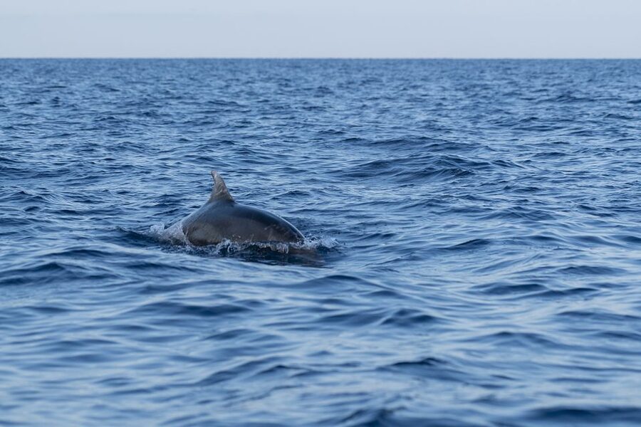 Vrsar: Dolphin-Watching Sunset Adventure with Speedboat - Practical tips for a better evening