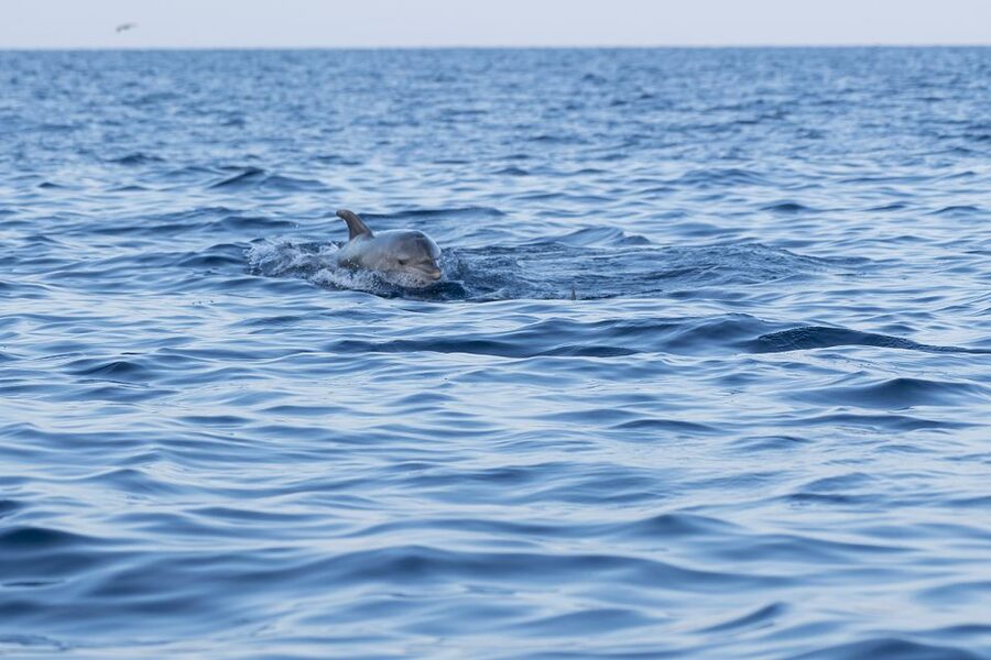Vrsar: Dolphin-Watching Sunset Adventure with Speedboat - What the skipper adds to the trip