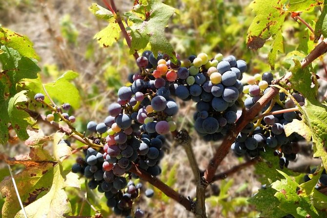 Wine Lover's Tour of Peljesac Peninsula - How the $181.48 price measures up