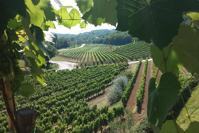 Wine Tour - The Best of Istria - What Three Wineries Add to the Day