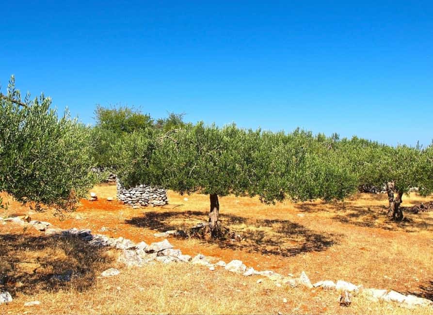 Zadar: Krka falls, olive mill, lunch, oil & wine tasting - The olive mill turns lunch into a lesson